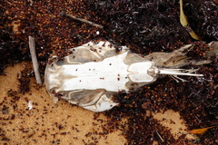 Crucifix Sea Catfish photo 1