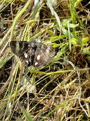 Litocala sexsignata