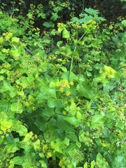 Smyrnium perfoliatum