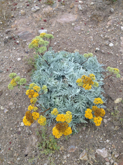 Constancea nevinii