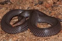 Pygmy Wolf Snake