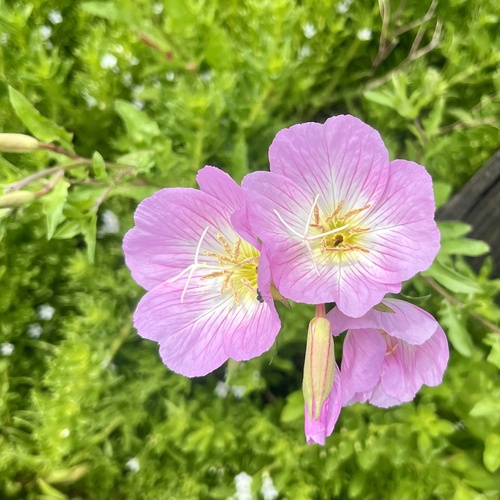 iNaturalist observation photo of Pinkladies