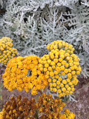 Constancea nevinii