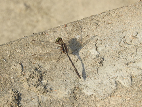 Slender Skimmer