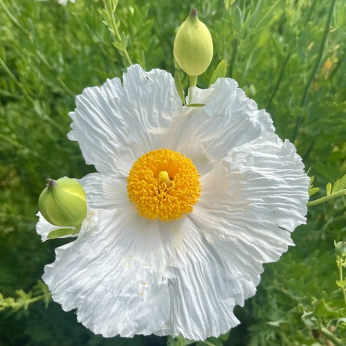 iNaturalist observation photo of Coulter's matilija poppy