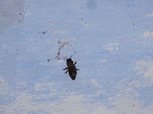 Giant Honey Bee