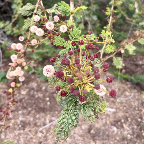 iNaturalist observation photo of White leadtree
