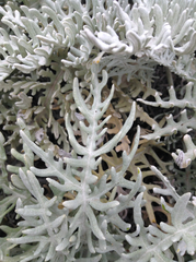 Constancea nevinii