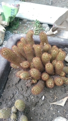 Cactaceae