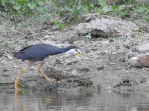 White-breasted Waterhen