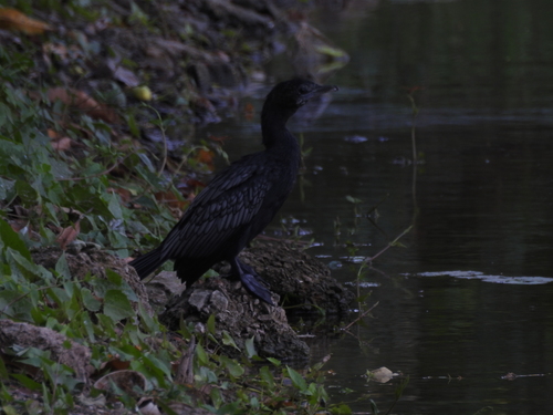 Little Cormorant