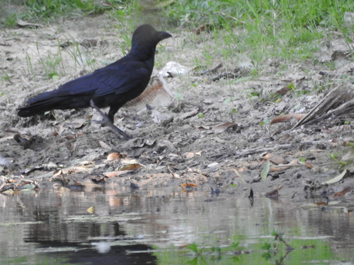 Large-billed Crow