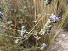 Dalea boliviana