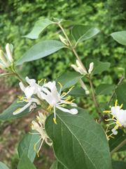 Lonicera