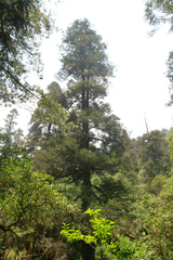 Abies religiosa