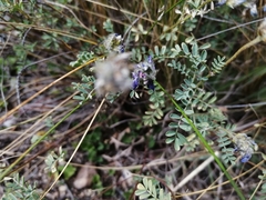 Dalea boliviana