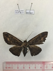 Anisoneura aluco