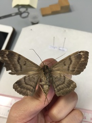 Anisoneura aluco