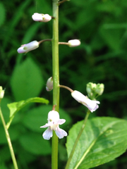 Iodanthus pinnatifidus