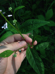 Iodanthus pinnatifidus