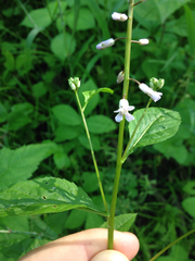 Iodanthus pinnatifidus