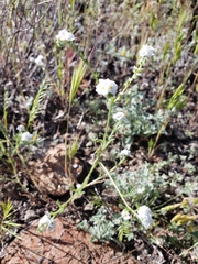 Cryptantha abramsii