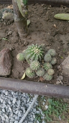 Cactaceae