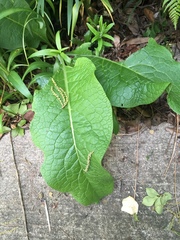 Symphytum × uplandicum