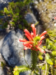 Erica abietina