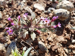 Collomia diversifolia