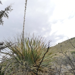 Dasylirion cedrosanum