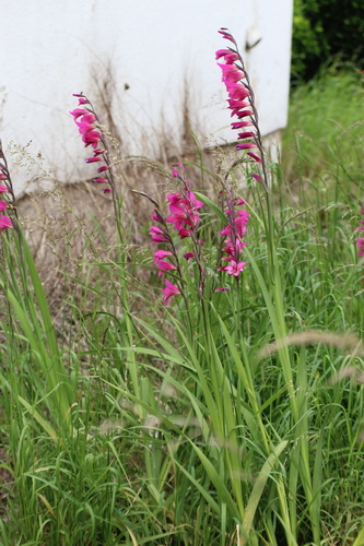 Image of Gladiolus communis by (c) Fran Gonzalez, some rights reserved (CC BY)