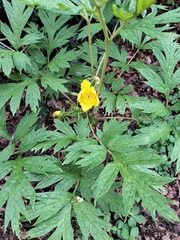Paeonia ludlowii, photograph George Greiff, CC BY, iNaturalist via GBIF