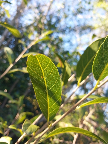 Rhopalocarpus similis