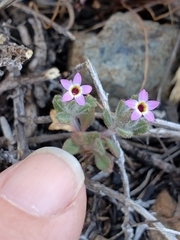 Collomia diversifolia