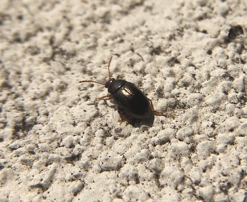 Leaf beetle
