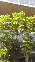 Heptapleurum actinophyllum