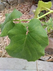 Piper auritum