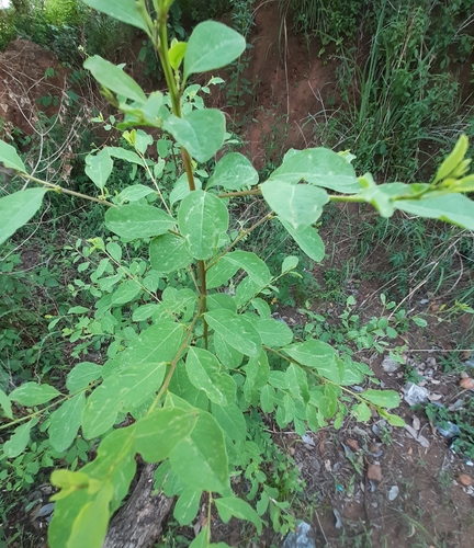 snowberrytree