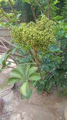 Heptapleurum actinophyllum