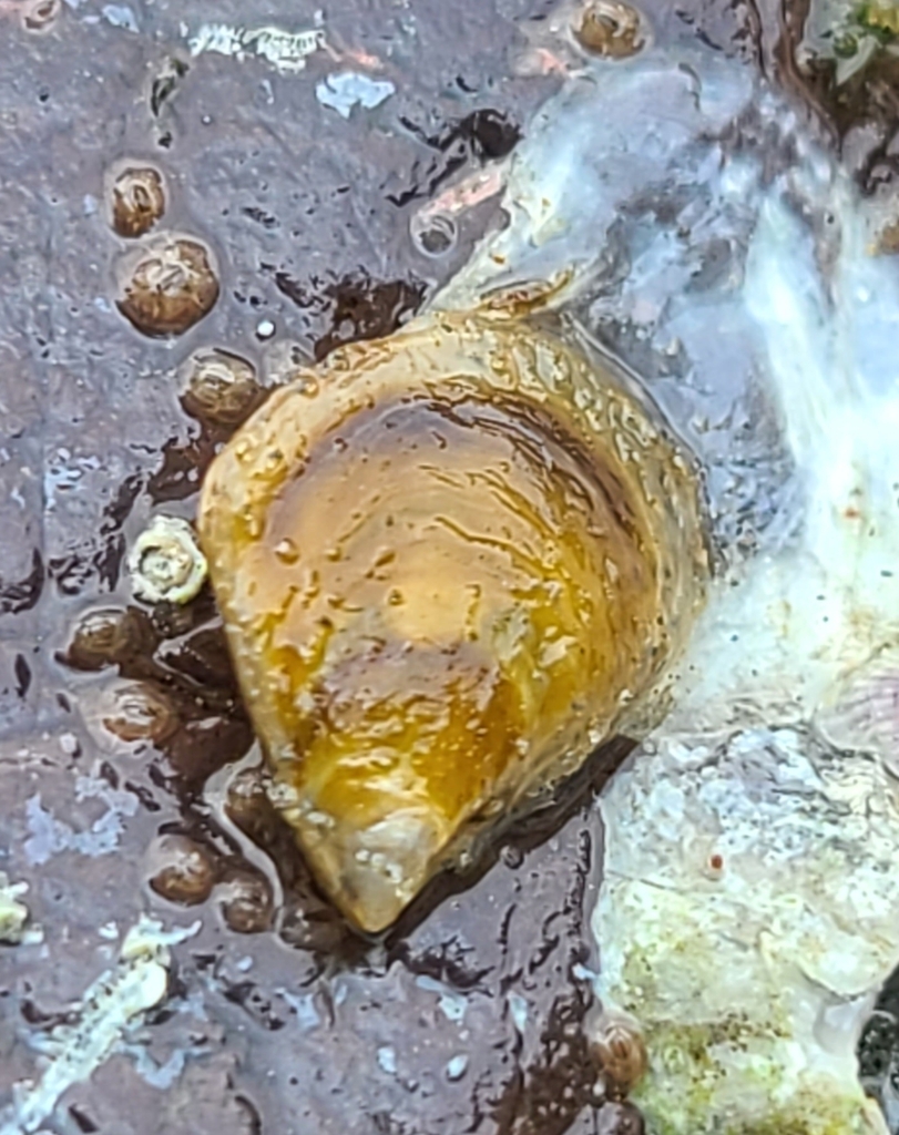 Panama pearl oyster
