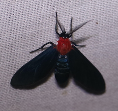 Psoloptera thoracica image