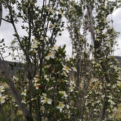 Lindleya mespiloides