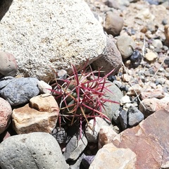 Ferocactus gracilis gracilis
