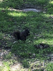 Sciurus carolinensis