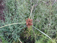 Cyperus ligularis