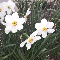 Narcissus moschatus