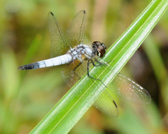 Aethriamanta gracilis