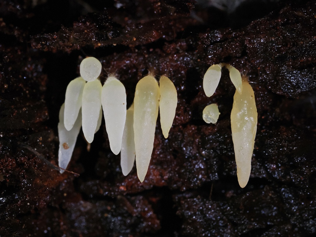 Mucronella sp. 'CA01'