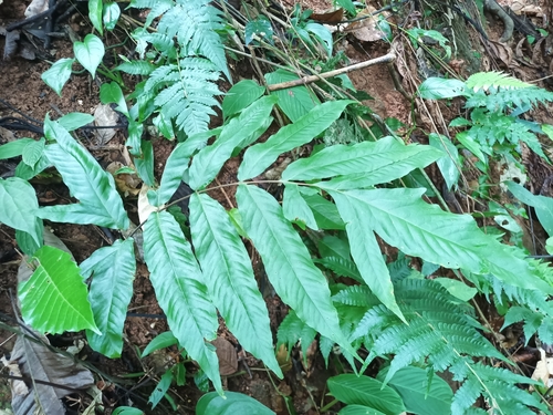 Incised halberd fern (Tectaria incisa)